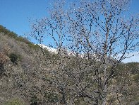 lto del Cane20100228 039